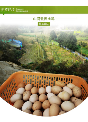 農(nóng)家土雞蛋 從桑林到餐桌，營養(yǎng)與新鮮的自然饋贈(zèng)