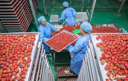 聞喜縣陽(yáng)隅鎮(zhèn) 深加工賦能鮮果產(chǎn)業(yè)，小水果撬動(dòng)鄉(xiāng)村大振興
